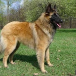 Фото №2 Щенки Бельгийской овчрки Тервюрен