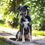 Фото №2 Чарлик ищет семью