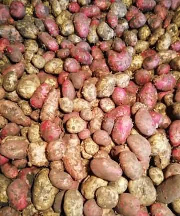 Фото Продам картофель
