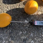 Фото №11 Мандарины из Абхазии урожай 2024