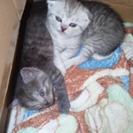 Фото №6 Котята