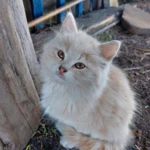 Фото №2 КОТЯТА. Ваш комочек счастья )