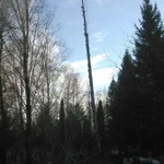 Фото №5 Спил деревьев любой сложности