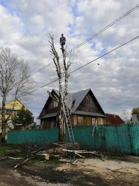 Фото Спил деревьев любой сложности 