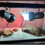 фото Террариумы для рептилий разного размера