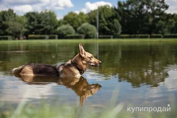 Фото Дина очаровательная девочка ищет семью