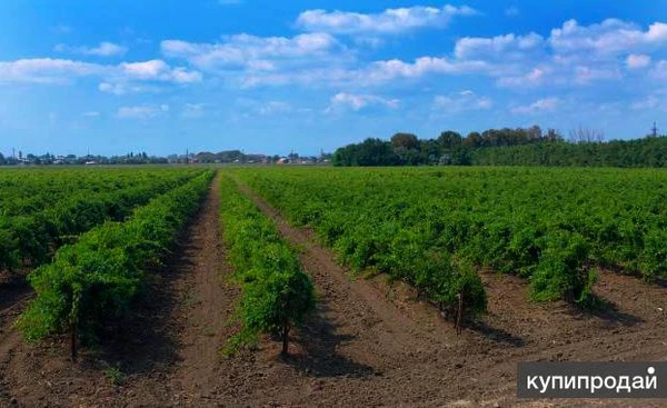 Продам виноградники 56 Га в Темрюкском районе.