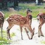 Фото №9 Продажа участка в Гос. Заказнике Таруса