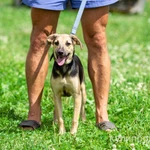 Фото №5 Милашка Глория, ласковая игривая домашняя собачка в добрые руки