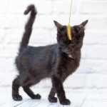 Фото №2 Черный котик Шухер