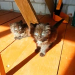 Фото №3 Отдам в хорошие руки