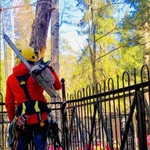 Фото №5 Спиливаем деревья по частям, альпинисты, арбористы.