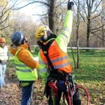 Спилить дерево частями