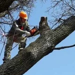 Удаление деревьев и кустарников с участков приусад