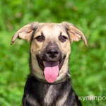 Фото №3 Милашка Глория, ласковая игривая домашняя собачка в добрые руки