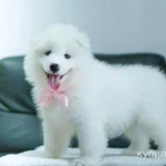 Фото №3 Samoyed puppies For Sale