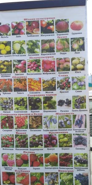 Фото Саженцы плодовых и декоративных культур