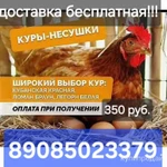 фото Куры-несушки с доставкой!!!!