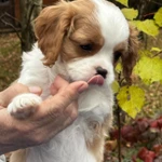 Фото №10 Шикарные породные девочки❤️