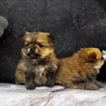 Фото №7 Щенки померанского шпица