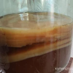 Фото №2 Чайный гриб Комбуча