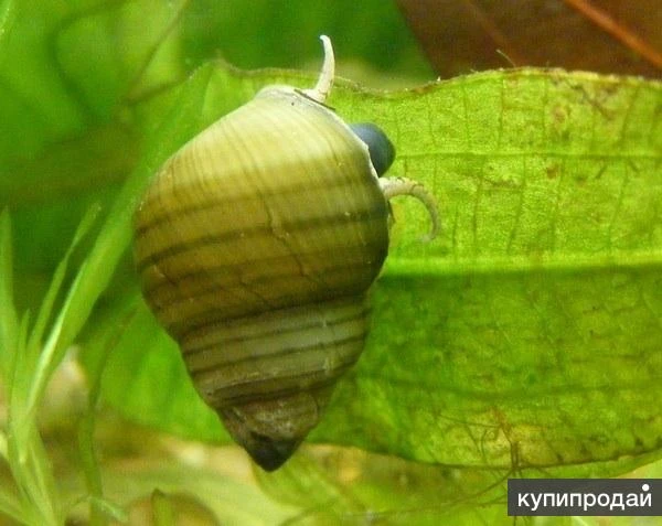 Фото Улитка зеленая торпеда (Cipangopaludina leucythoides)