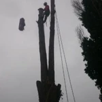 Фото №5 ВАЛКА СПИЛ ДЕРЕВЬЕВ. РАСЧИСТКА УЧАСТКОВ. В УСЛОВИЯХ ОГРАНИЧЕННОГО ПРОСТРАНСТВА.