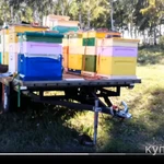 Фото №5 Мёд, трутневой гомогенат, маточное молочко