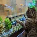 Фото №2 Гостиница для кошек в САО Москвы