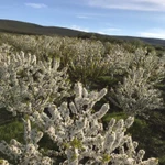 Фото №9 Готовый бизнес, черешневый сад 11,4 Га