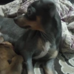 Фото №6 Продам щенков.