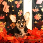 фото Щенки вельш корги пемброк из дома sheltrok