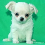 Фото №10 чихуахуа белоснежный мальчик шоу