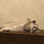 Котоняня