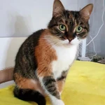 Фото №7 Ласковая трехцветная кошка Триша ищет добрую семью!