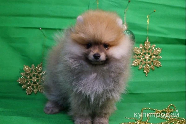 Фото Плюшевый мальчик - померанский шпиц