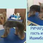 Фото №3 Стрижка собак и кошек