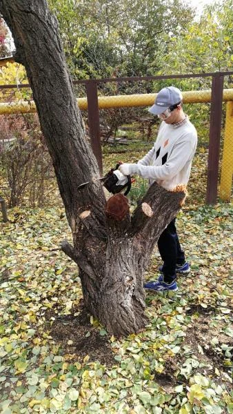 Фото Спил деревьев в Ростове