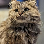 Фото №6 Отдаем кошечку Бэмби в добрые руки.