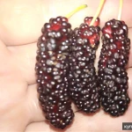 Фото №7 Саженцы плодовых растений