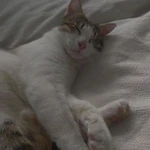 Фото №5 Ищет дом чудесный котик.