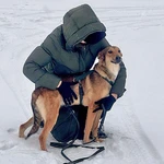 Фото №9 Молодые абсолютно домашние собачки Майра и Онда в добрые руки