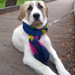 Фото №4 Щенок САО