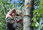 фото Спиливание деревьев. вырубка, уборка порубочных остатков