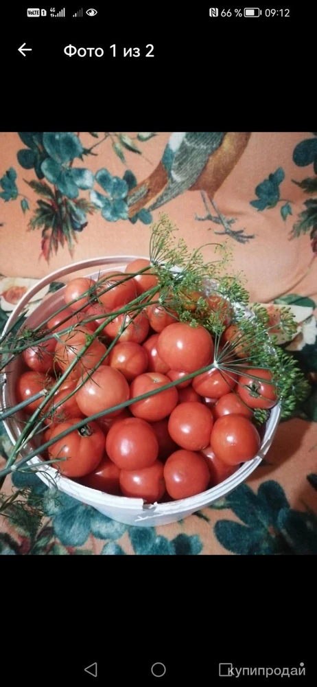 Фото Помидоры