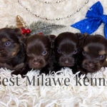 Фото №2 Шоколадный Йорк девочки и мальчики