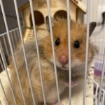 Фото №2 Хомяк