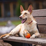 Фото №10 Щенок в добрые руки.