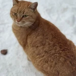 Фото №3 Ищет дом красивая рыжая кошечка.