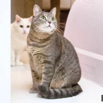 Фото №2 Варя - не кошка, а мечта. В добрые руки